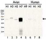 Influenza A H7N7 HA Polyclonal Antibody