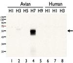 Influenza A H7N7 HA Polyclonal Antibody