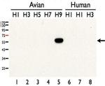 Influenza A H9N2 HA Polyclonal Antibody