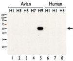 Influenza A H9N2 HA Polyclonal Antibody