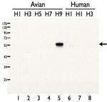 Influenza A H9N2 HA Polyclonal Antibody