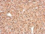 C9orf72 Antibody in Immunohistochemistry (Paraffin) (IHC (P))