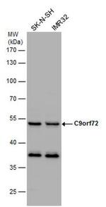 C9orf72 Antibody in Western Blot (WB)
