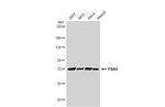 PAK6 Antibody in Western Blot (WB)