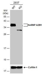 hnRNP A2B1 Antibody in Western Blot (WB)