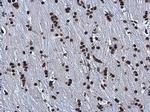 hnRNP A2B1 Antibody in Immunohistochemistry (Paraffin) (IHC (P))