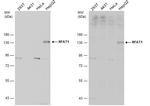 NFATC2 Antibody in Western Blot (WB)