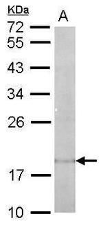 IL-22 Antibody in Western Blot (WB)
