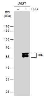TDG Polyclonal Antibody