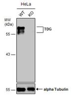 TDG Antibody in Western Blot (WB)