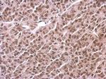 Histone H3 Polyclonal Antibody