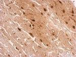 HOXD8 Antibody in Immunohistochemistry (Paraffin) (IHC (P))