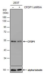 CFDP1 Antibody in Western Blot (WB)