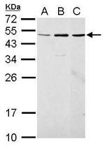 CFDP1 Antibody in Western Blot (WB)