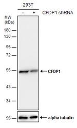 CFDP1 Antibody in Western Blot (WB)