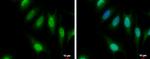 CFDP1 Polyclonal Antibody