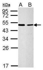 CFDP1 Antibody in Western Blot (WB)