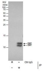 ENY2 Antibody in Immunoprecipitation (IP)