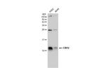 ENY2 Polyclonal Antibody