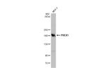 PREX1 Antibody in Western Blot (WB)