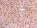 PREX1 Antibody in Immunohistochemistry (Paraffin) (IHC (P))