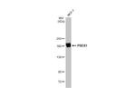 PREX1 Antibody in Western Blot (WB)