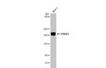 PREX1 Antibody in Western Blot (WB)