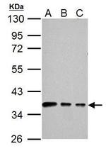 Connexin 40 Polyclonal Antibody