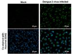 Dengue Virus Type 2 PrM Antibody in Immunocytochemistry (ICC/IF)