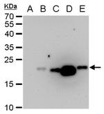 Dengue Virus Type 2 PrM Antibody in Western Blot (WB)