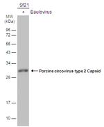 Porcine Circovirus Type 2 Capsid Antibody in Western Blot (WB)
