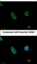 EHMT2 Polyclonal Antibody