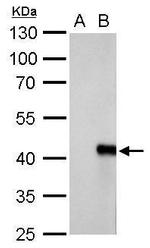 WIPI1 Polyclonal Antibody