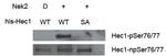 Phospho-HEC1 (Ser76, Ser77) Polyclonal Antibody