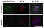 Phospho-HEC1 (Ser55) Antibody in Immunocytochemistry (ICC/IF)