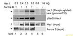 Phospho-HEC1 (Ser55) Antibody in Western Blot (WB)
