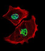 USF1 Polyclonal Antibody