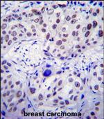 USF1 Antibody in Immunohistochemistry (Paraffin) (IHC (P))