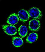 GOLGA8A Polyclonal Antibody