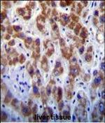 GOLGA8A Antibody in Immunohistochemistry (Paraffin) (IHC (P))