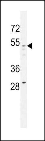 GOLGA8A Antibody in Western Blot (WB)
