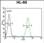 FBXW11 Antibody in Flow Cytometry (Flow)