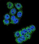 DPP3 Antibody in Immunocytochemistry (ICC/IF)