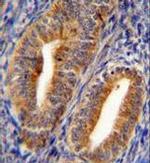 DPP3 Antibody in Immunohistochemistry (Paraffin) (IHC (P))