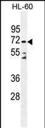 DPP3 Antibody in Western Blot (WB)