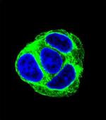 EXOC3L1 Antibody in Immunocytochemistry (ICC/IF)
