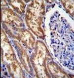 EXOC3L1 Antibody in Immunohistochemistry (Paraffin) (IHC (P))