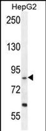 EXOC3L1 Antibody in Western Blot (WB)