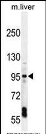 EXOC3L1 Antibody in Western Blot (WB)