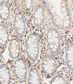 YOD1 Antibody in Immunohistochemistry (Paraffin) (IHC (P))